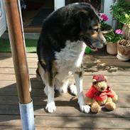 Blanding af racer Jocky