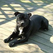 Blanding af racer Jocky