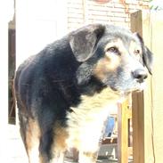 Blanding af racer Jocky