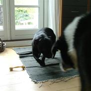 Blanding af racer Jocky