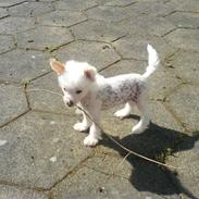 Chinese crested hårløs Vincent