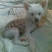 Chinese crested hårløs Vincent