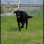 Labrador retriever Molly