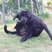 Labrador retriever Rockystar's Vynwy *RIP*