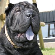 Shar pei Louis