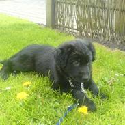 Blanding af racer Bailey