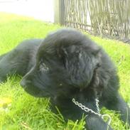 Blanding af racer Bailey