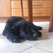 Blanding af racer Bailey