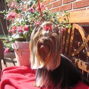 Yorkshire terrier "Jazzmin"