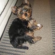 Yorkshire terrier "Jazzmin"