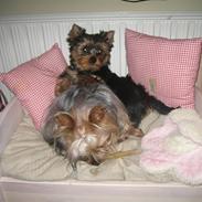 Yorkshire terrier "Jazzmin"