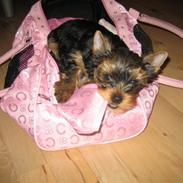 Yorkshire terrier "Jazzmin"