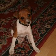 Dansk svensk gaardhund Tyson