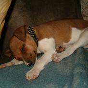 Dansk svensk gaardhund Tyson