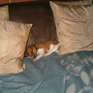 Dansk svensk gaardhund Tyson