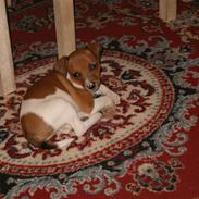 Dansk svensk gaardhund Tyson