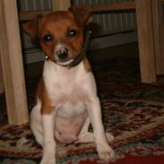 Dansk svensk gaardhund Tyson