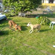 Amerikansk staffordshire terrier skizer