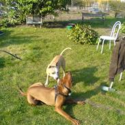 Amerikansk staffordshire terrier skizer