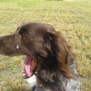 Kleiner münsterländer Asto