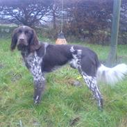 Kleiner münsterländer Asto