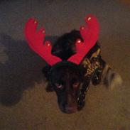 Kleiner münsterländer Asto