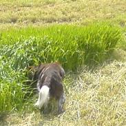 Kleiner münsterländer Asto