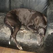 Greyhound Filipa