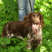 Kleiner münsterländer Asto