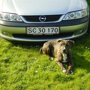 Amerikansk staffordshire terrier Nico