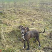 Amerikansk staffordshire terrier Nico