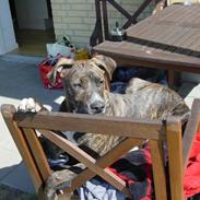 Amerikansk staffordshire terrier Nico