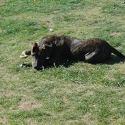 Amerikansk staffordshire terrier Nico