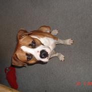 Amerikansk staffordshire terrier Hektor.