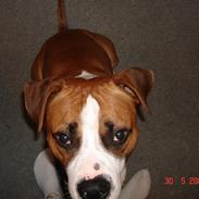 Amerikansk staffordshire terrier Hektor.