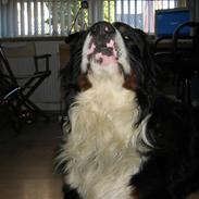 Berner sennenhund Pim