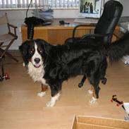 Berner sennenhund Pim