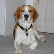 Beagle Disney Død d.19 feb 2011