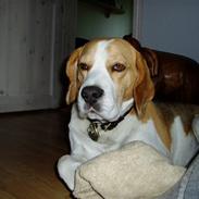 Beagle Disney Død d.19 feb 2011