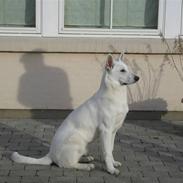 Hvid schæfer Malaicas Prins Diego