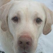 Labrador retriever Thor (Buller) <´3 RIP