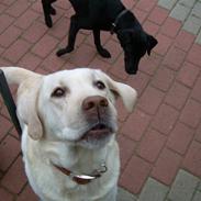 Labrador retriever Thor (Buller) <´3 RIP