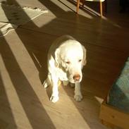 Labrador retriever Thor (Buller) <´3 RIP