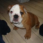 Engelsk bulldog Chucky