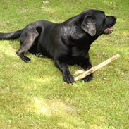 Labrador retriever Rico