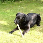 Labrador retriever Rico