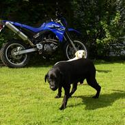 Labrador retriever Rico