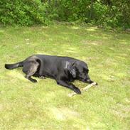 Labrador retriever Rico