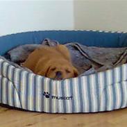 Blanding af racer Kanto