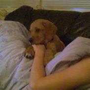 Blanding af racer Kanto